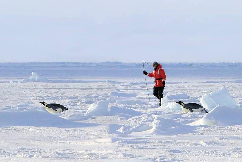 Dr. Birgitte McDonald walking on ice in Antartica with penguins.